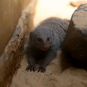 Banded Mongoose