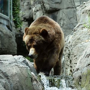 Grizzly Bear
