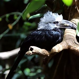 White-crested Hornbill (Tropicranus albocristatus)