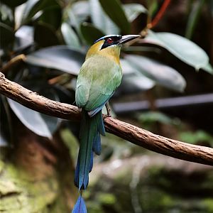 Amazonian Motmot