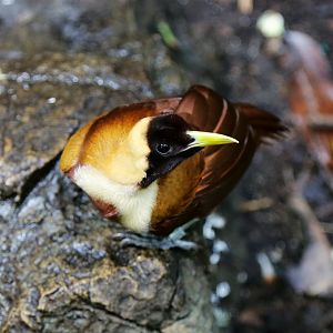 Red Bird-of-paradise (Paradisaea rubra)