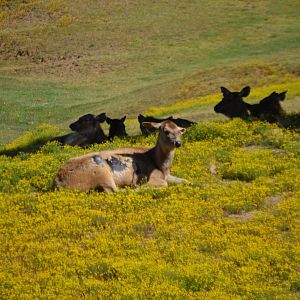 Rusa unicolor ssp. ID (April 2019, San Diego Zoo Safari Park)