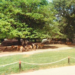 Aoudad Exhibit 1966