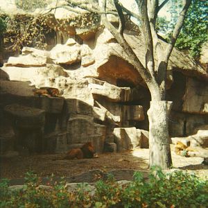 Lion Exhibit 1966