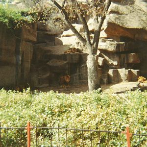 Lion Exhibit 1966