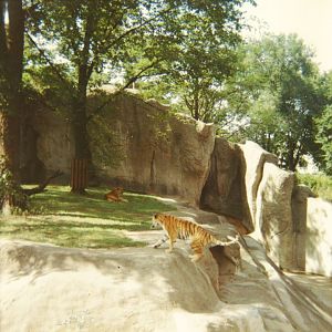 Tiger Exhibit 1966