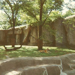 Tiger Exhibit 1966