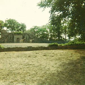 Giraffe Exhibit 1966