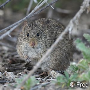 Arizona cotton rat