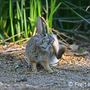 desert cottontail