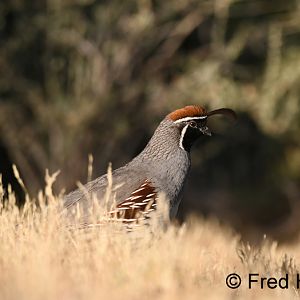 gambels quail