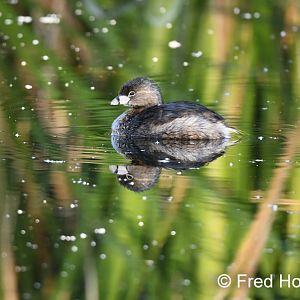 pied billed grebe