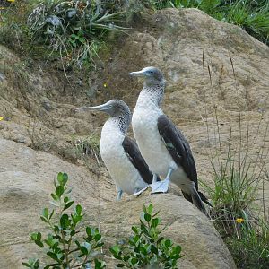 Blue-footed Boobies