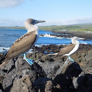 Blue-footed Boobies