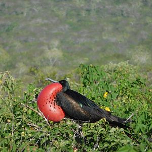Magnificent Frigatebird