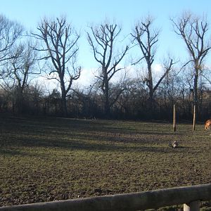 Tree line were the new Giraffe House starts 17/02/2018