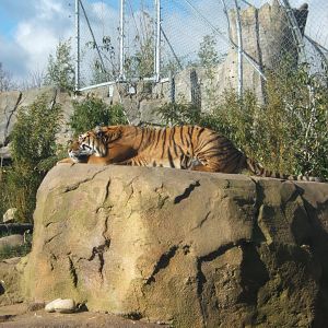 Sumatran Tiger 17/02/2018