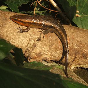 Sun Skink 17/02/2018