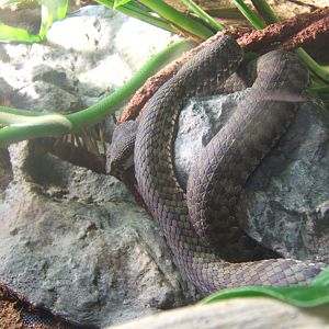 Beautiful Viper 17/02/2018