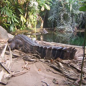 Best way to view Chester's Thomistoma 17/02/2018