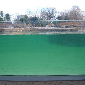 New Penguin viewing window 17/02/2018