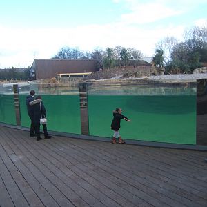 New Penguin viewing window 17/02/2018