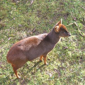 Chilean Pudu and yes it is Bert 17/02/2018
