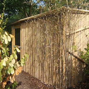 Northern Luzon Cloud Rat housing  20/05/2018