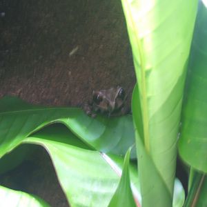 Crowned Tree Frog (Anotheca spinosa) 20/05/2018