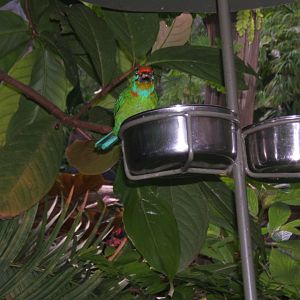 Black-browed Barbet 30/08/2018