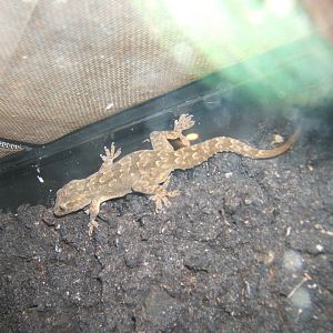 House Gecko 29/07/2017