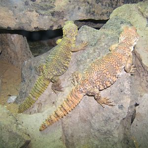Saharan Uromastyx 29/07/2017
