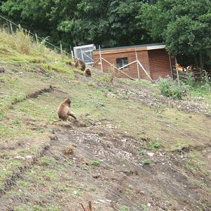 Gelada's off the cable cars 29/07/2017