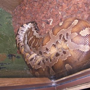 Bornean Blood Python 29/07/2017