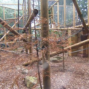 Extension to Buffy-headed Capuchin enclosure 29/07/2017