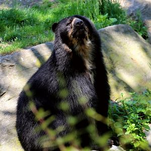Bouba the Spectacled Bear