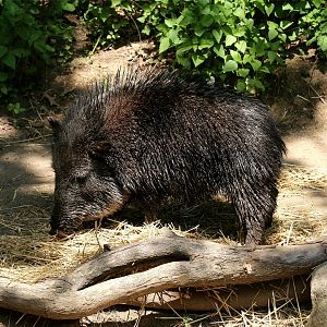 Chacoan Peccary