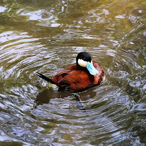 Ruddy Duck