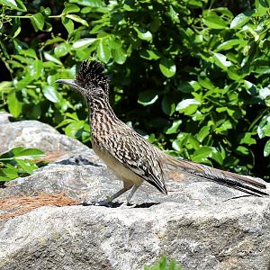 Greater Roadrunner