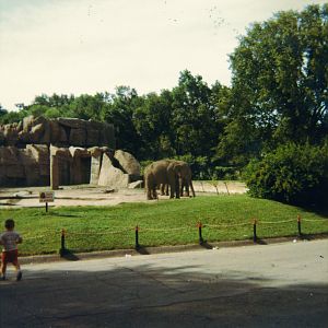 Asian Elephant Exhibit 1966