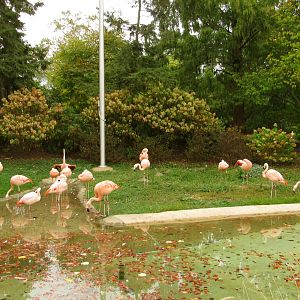 Chilean Flamingo Exhibit