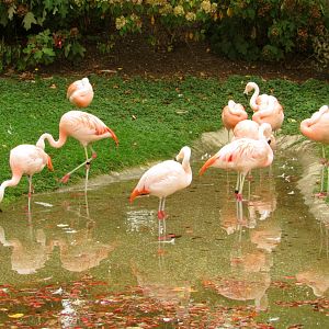 Chilean Flamingos