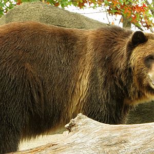 Grizzly Bear