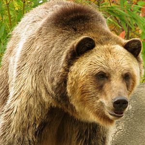 Grizzly Bear