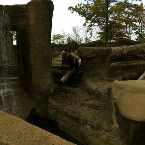 Grizzly Bear Exhibit