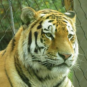 Amur Tiger Closeup