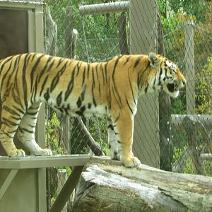 Amur Tiger
