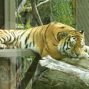 Amur Tiger