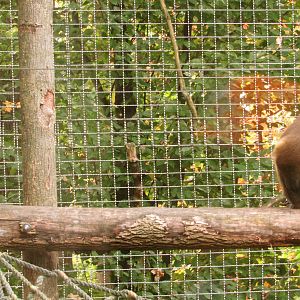 Golden-Bellied Mangabeys