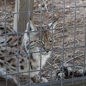 Eurasian Lynx